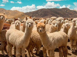 grupo-de-alpacas-1024x649.jpg