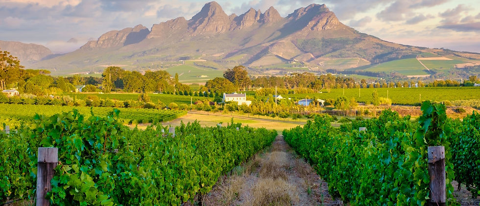 Bellemonte, the wine estate