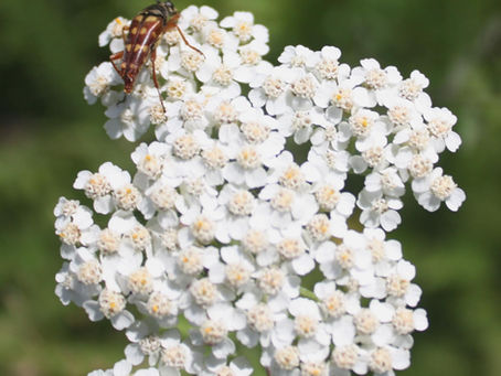 Sustainable gardening tips shared