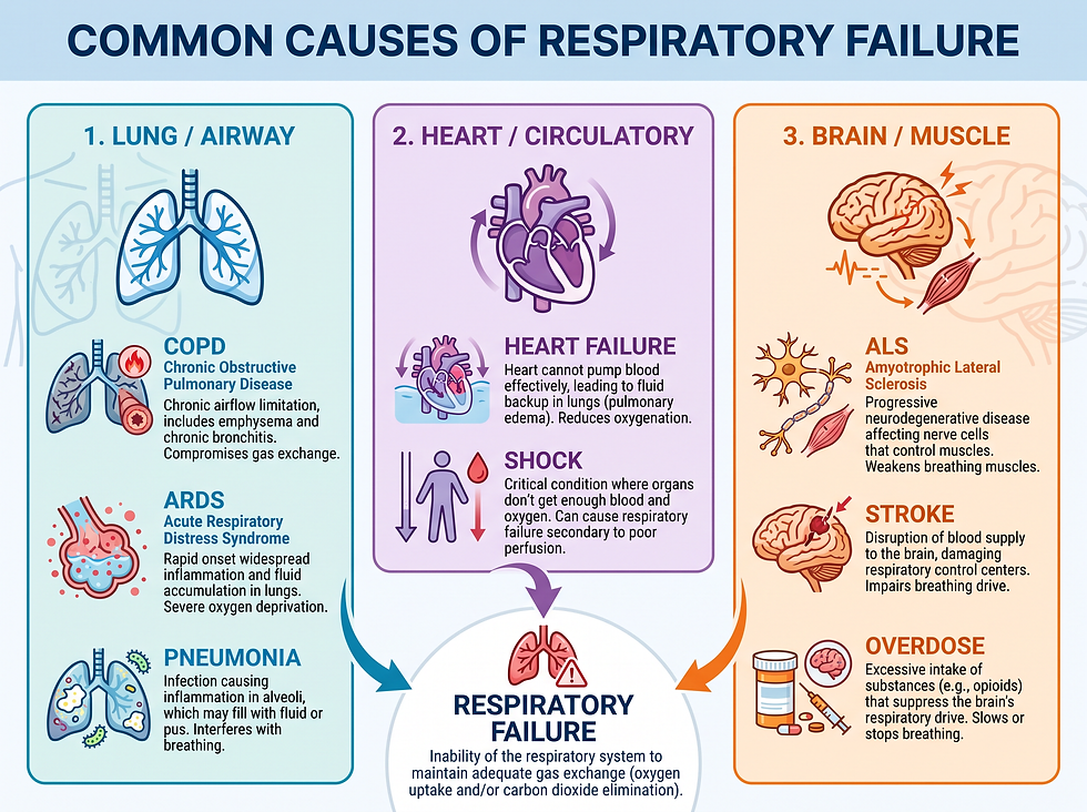Common causes of respiratory failure: lung and airway, heart and circulatory, brain and muscle