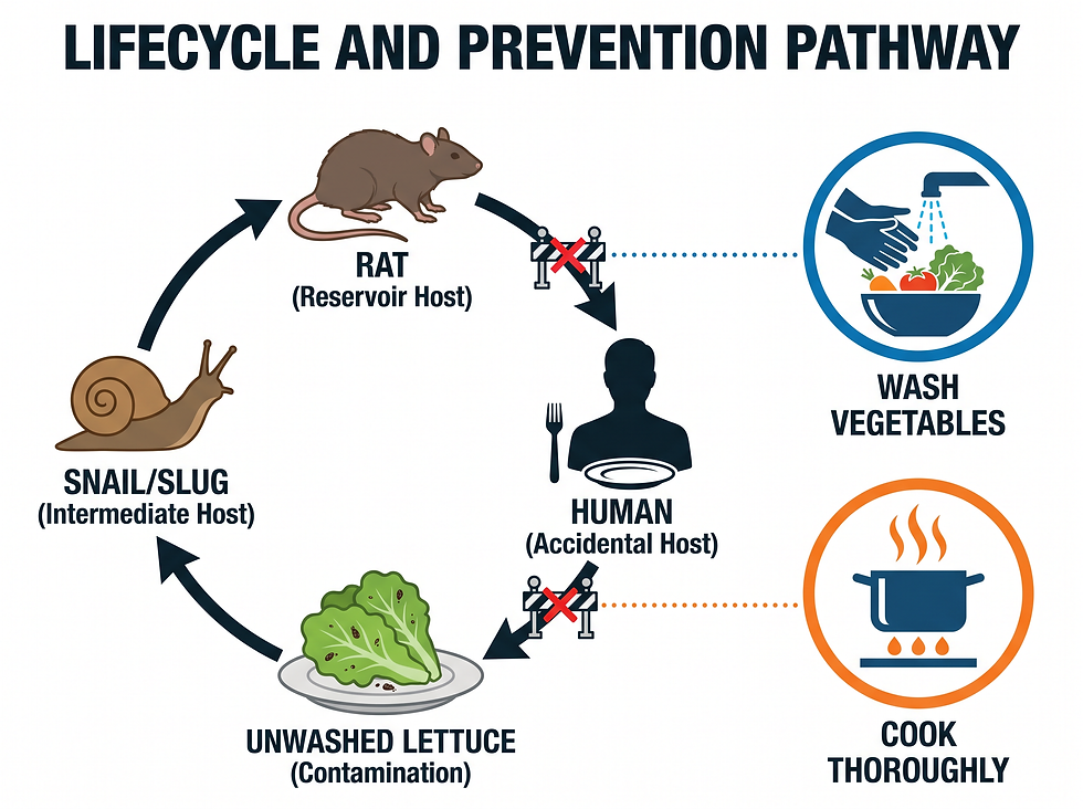 Rat lungworm lifecycle from rat to snail or slug to contaminated lettuce to human, with prevention steps: wash vegetables and cook thoroughly.