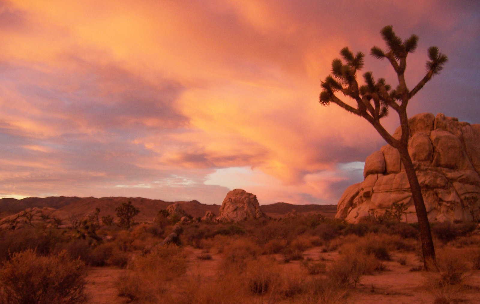 Joshua Tree.jpeg