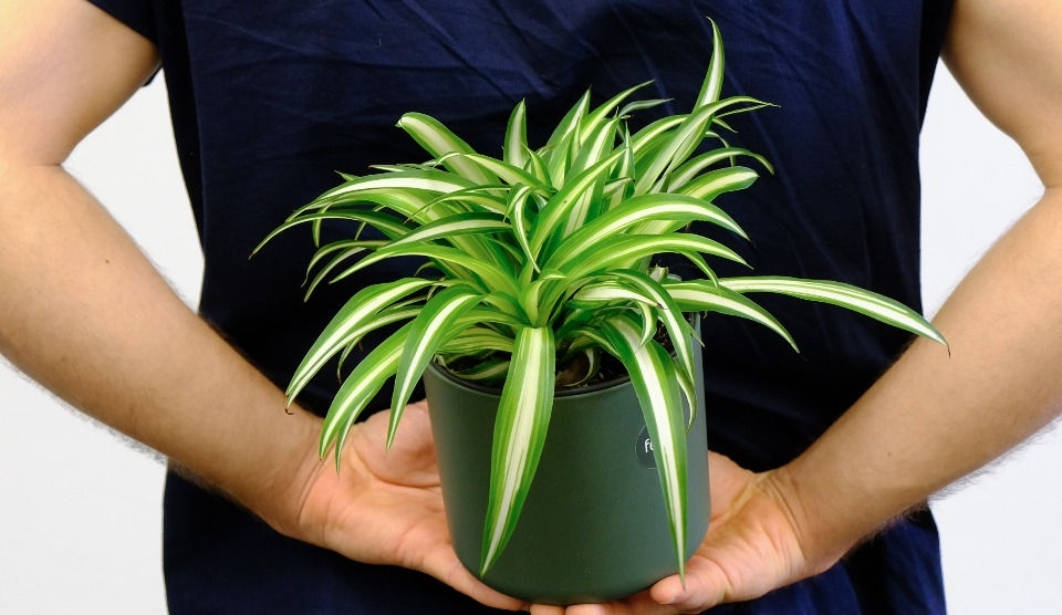 spider plant care
