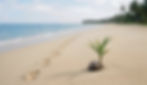 Young coconut plant on sandy beach with footprints to the ocean