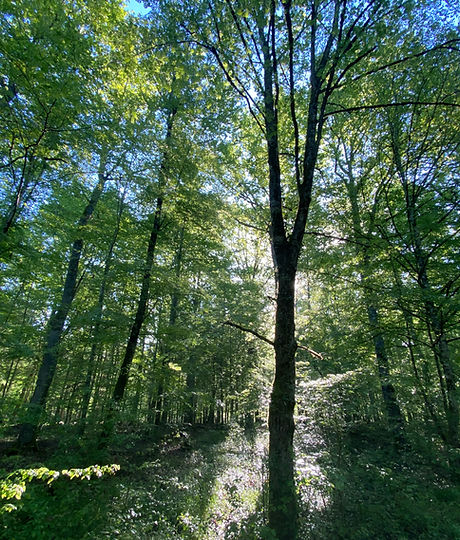 A photo looking up through trees in a forest towards the light of the sun.