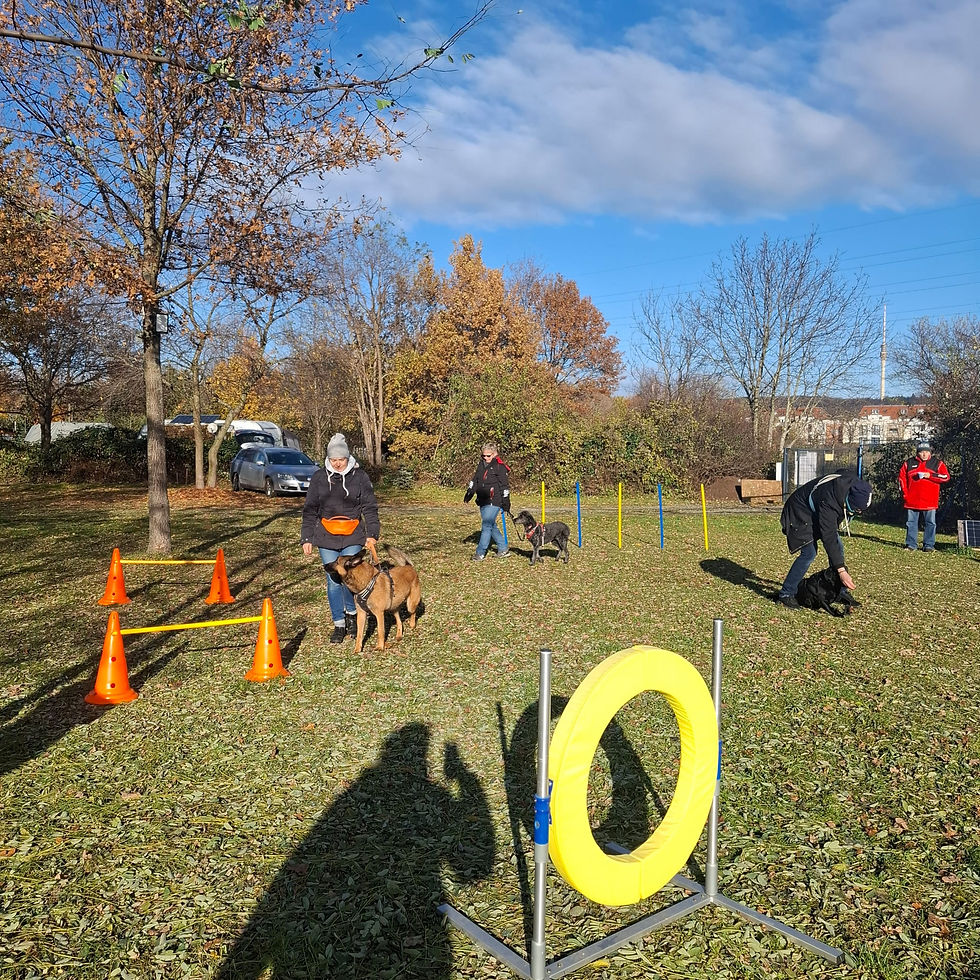 Parkour laufen mit Hund
