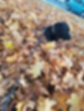 Hund im Laub