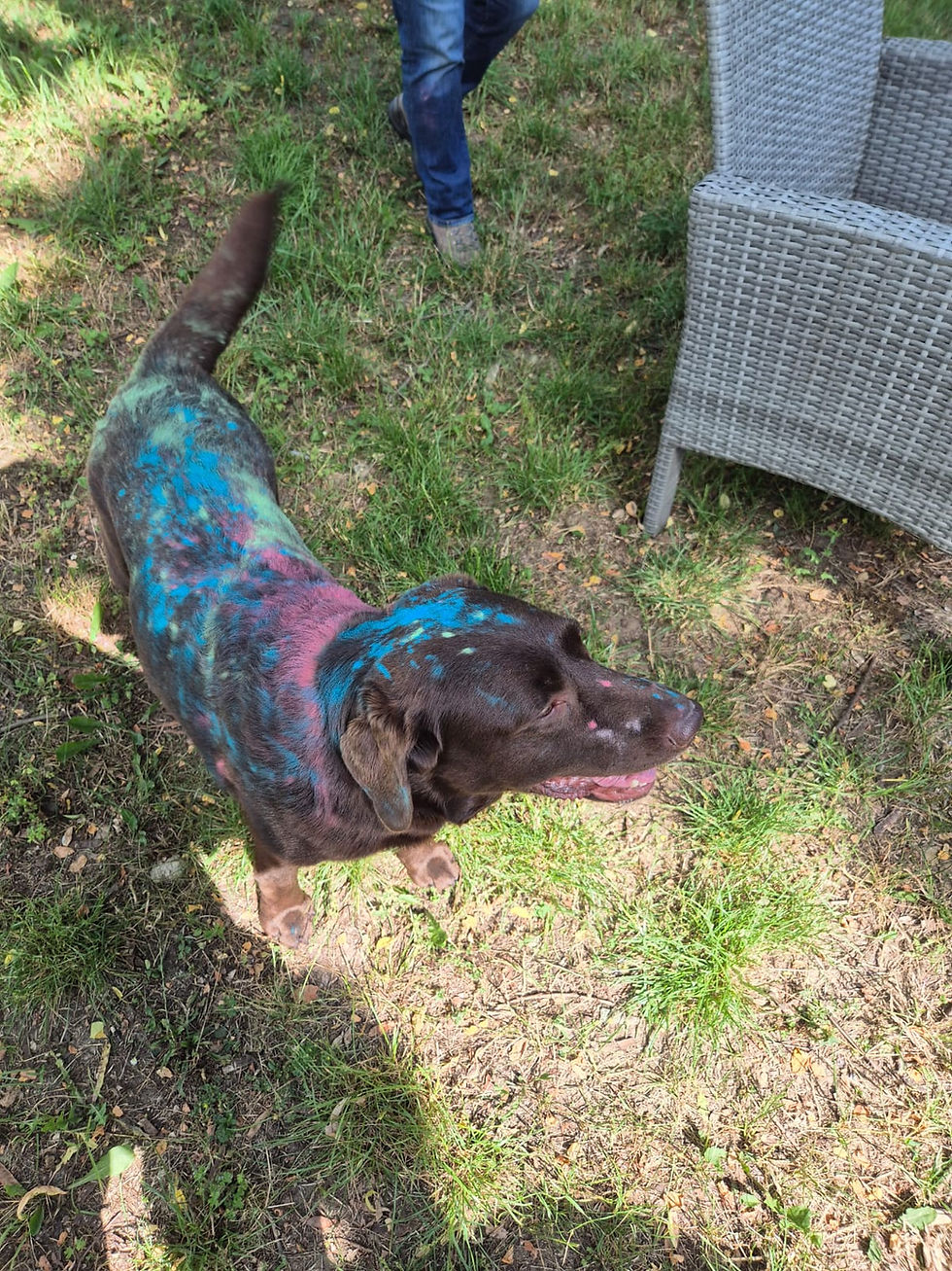 Farbspiel mit dem Hund