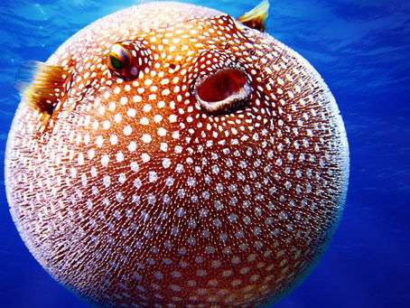 Foods that may cause bloating