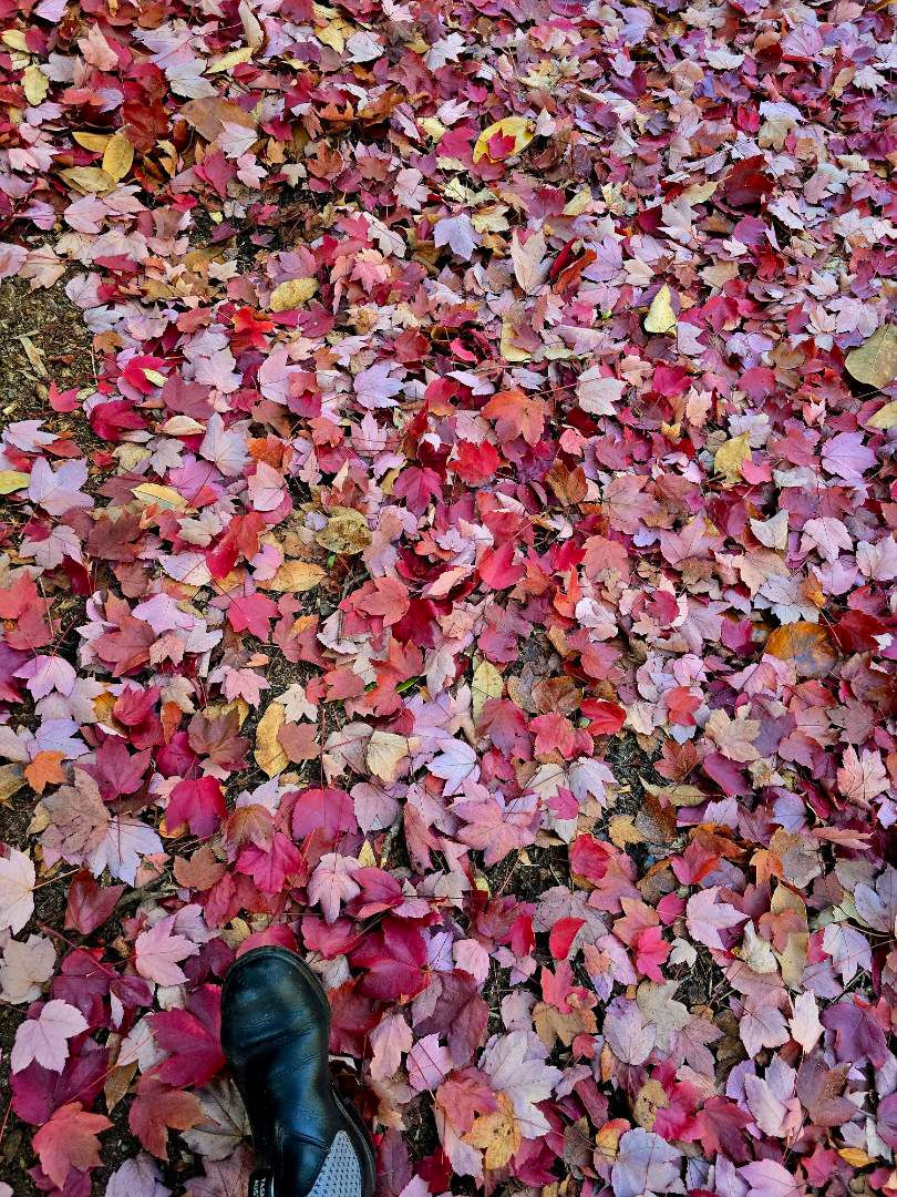 Retreat Leaves - Anita Cheeseman