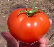 640px-Tomato.jpg