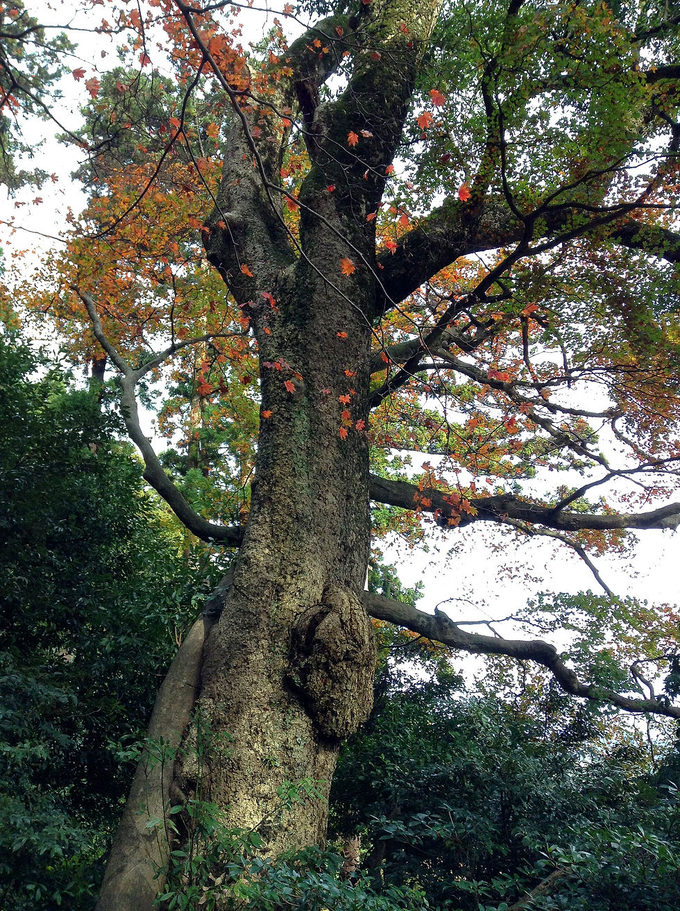 一畑薬師　結縁の木
