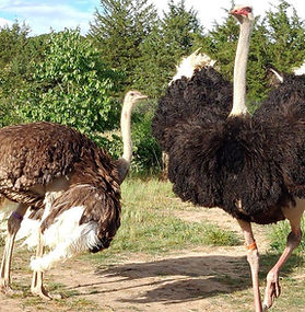 South Carolina Ostrich