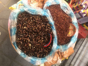I Eat Bugs!