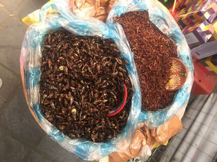 I Eat Bugs!