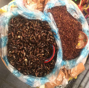I Eat Bugs!