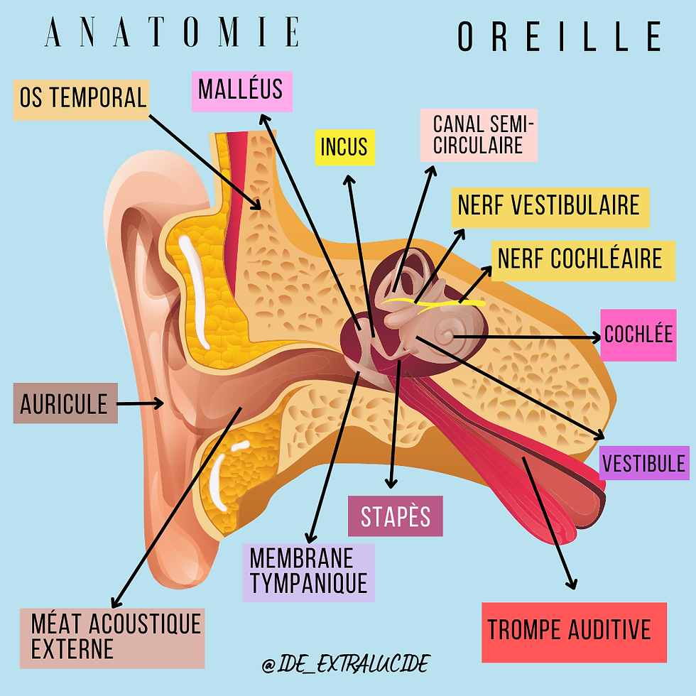 Anatomie : L'Oreille