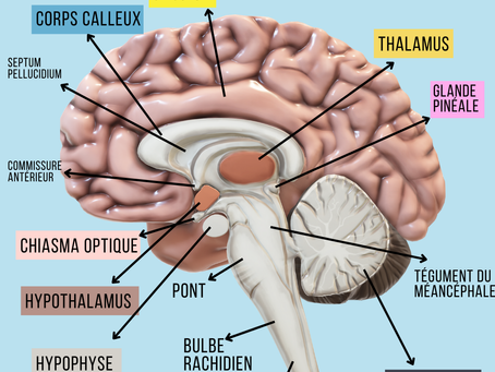 ANATOMIE : L'ENCEPHALE