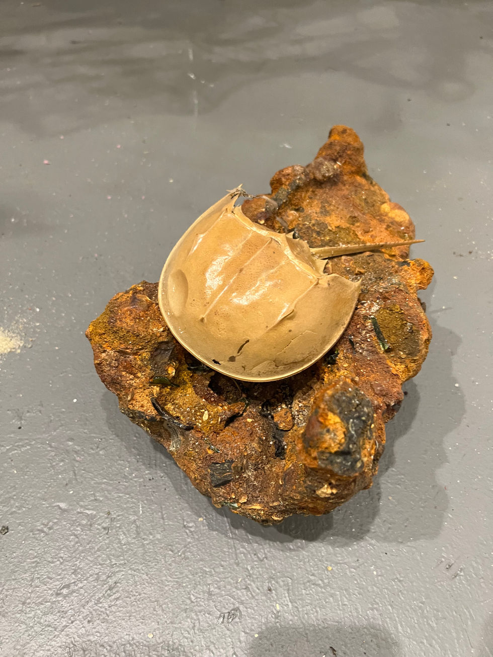 installment detail of horseshoe crab on iron chunk