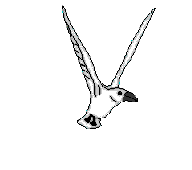 mouette2.gif