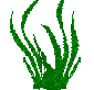 algue5.gif