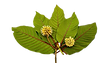 1600px-Kratom_leaves_edited.png
