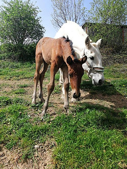 elevage de cenves perlina