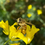 Thumbnail: New Forest Hard Set Honey