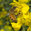 Thumbnail: New Forest Hard Set Honey