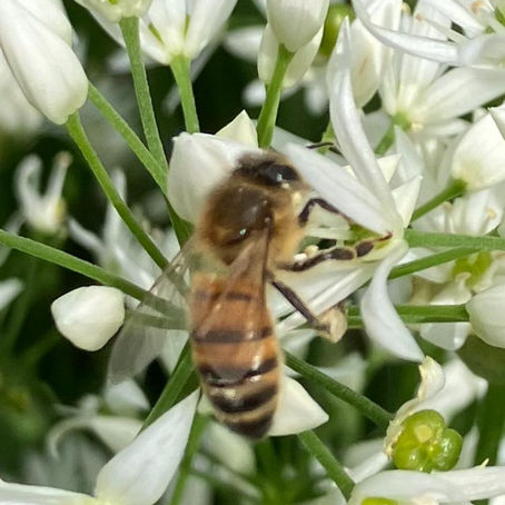 Our Bees find the Wild Garlic
