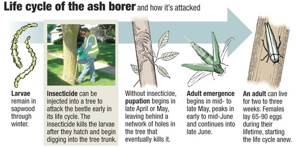 EAB lifecycle.jpg