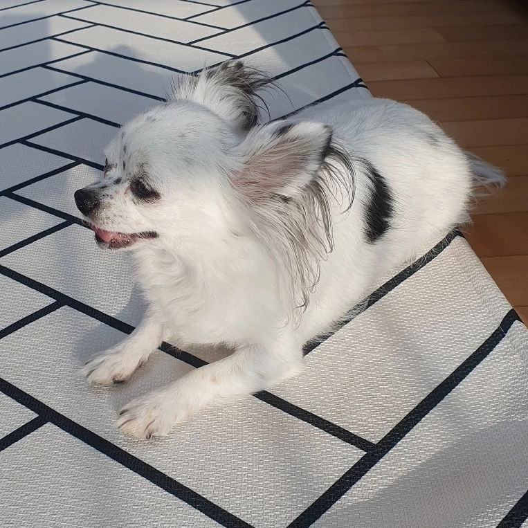 앨리스❤ 아기 공주님이 되어가는 그녀