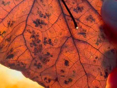 Mindfulness Practice - Leaf