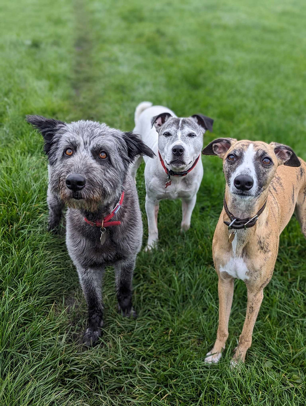 How to choose a dog walker