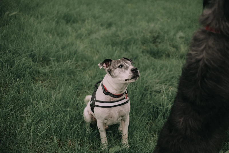Black and white dog sat on the grass waiting for his treat
