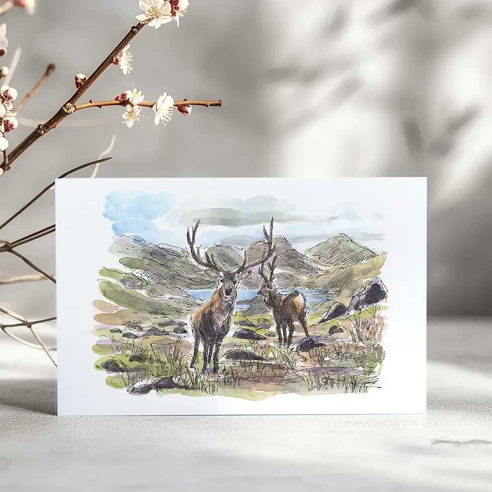 Highland red deer, Scotland