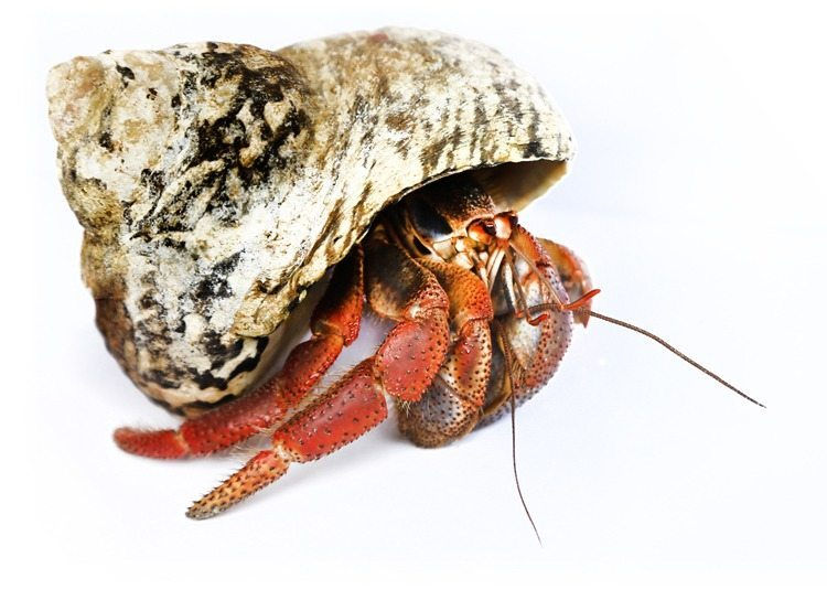 Hermit Crabs