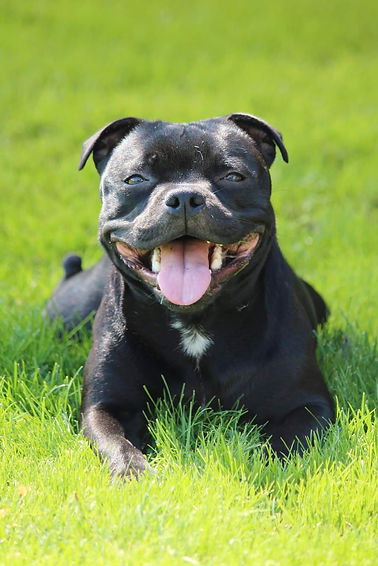 Hund