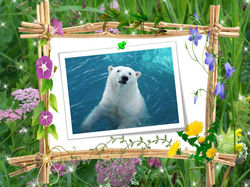 Белый медведь