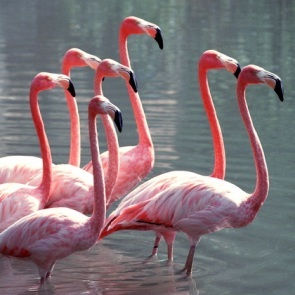 918291bf8a8a542e3a412830ec4484a2