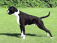 Rocco-Barocco von Fausto