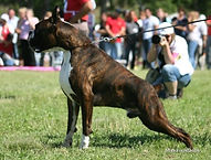 Mirco de Rincomar