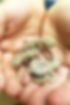 dune-geckos-in-hand-81de213f.jpg