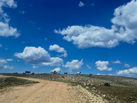 Desertus Bikus