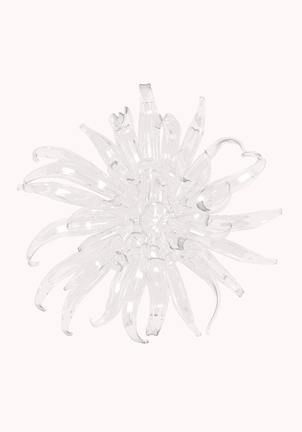 Thumbnail: Chrysanthemum Transparent