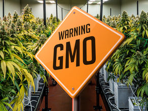 New Genetically Modified Hemp Strain Free of THC and CBD Receives USDA Approval