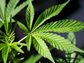 Interaction Between Cannabis Terpenes and Other Cannabinoids May Provide ‘Novel’ Treatments in the Future
