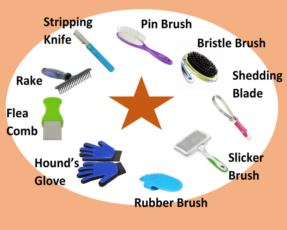 Shed Brushing Issue With These Tips