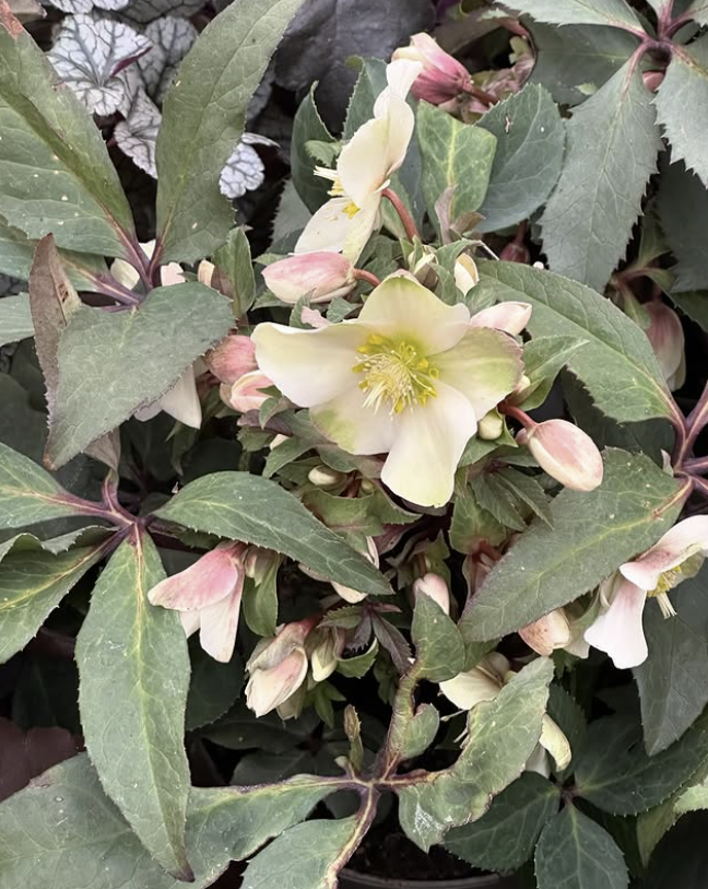 Miniature : Hellébore (rose de Noël)