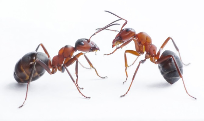 How To Get Rid Of Ants In House And Kitchen